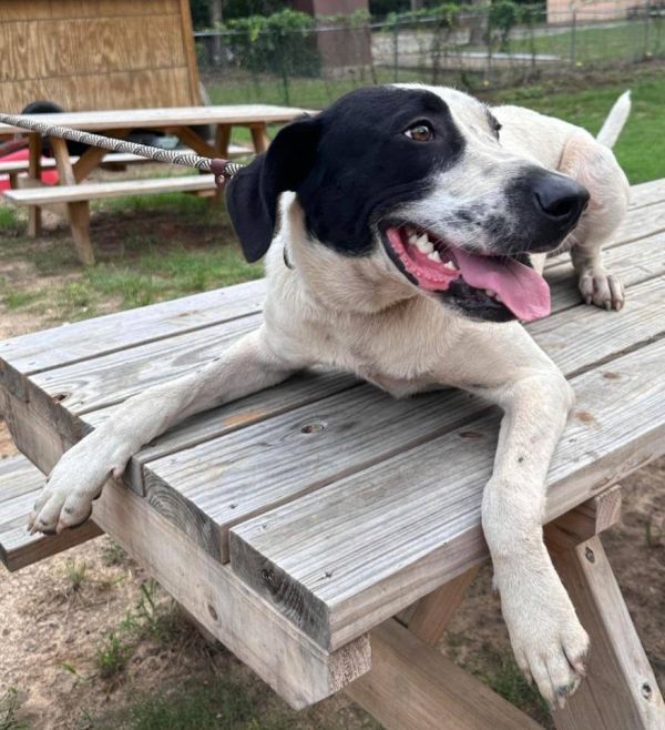 Dottie is a Pointer and Mixed Breed dog, available for adoption in Ridgefield, NJ.