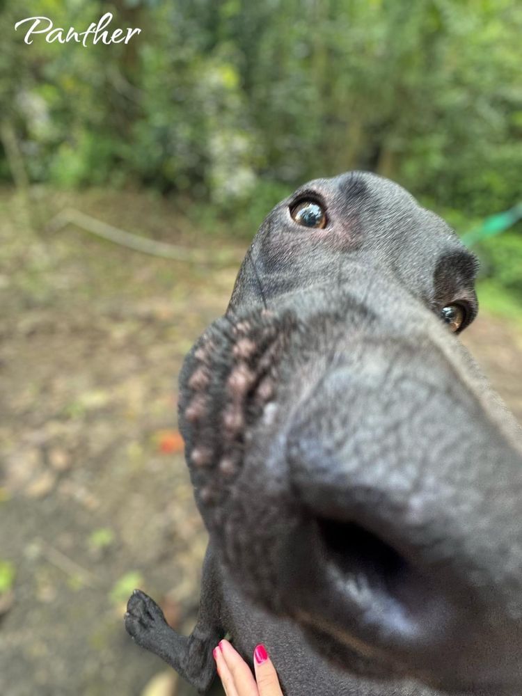 Panther is a Labrador Retriever and Black Labrador Retriever dog, available for adoption in Hammonton, NJ.
