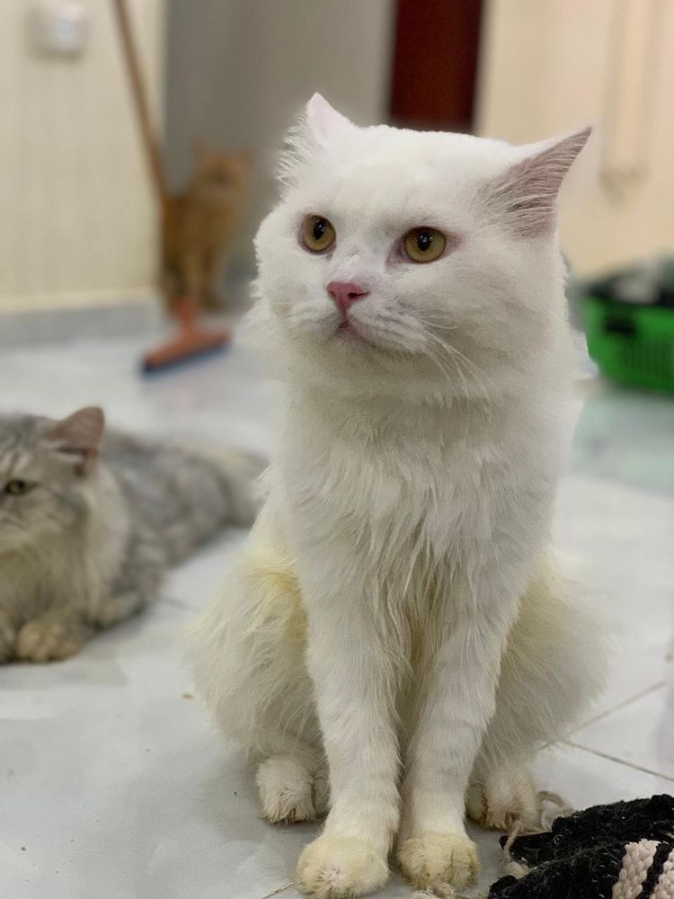 Snowy C is a Turkish Angora cat, available for adoption in Brampton, ON.