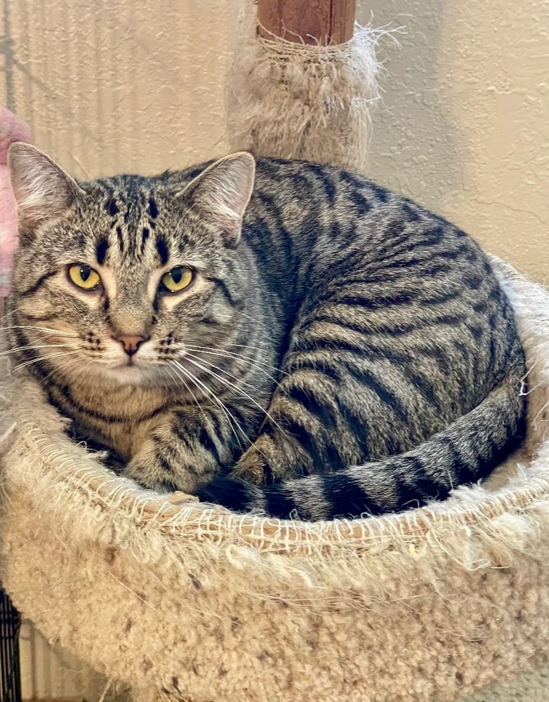 Bernie is a Tabby mix cat, available for adoption in Lacon, IL.