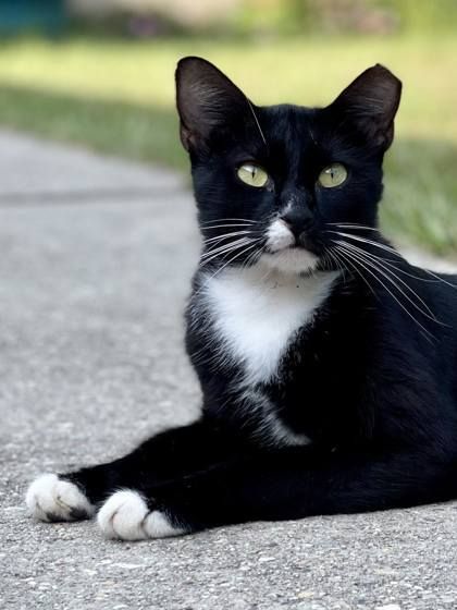 Axel is a Domestic Short Hair cat, available for adoption in River Ridge, LA.