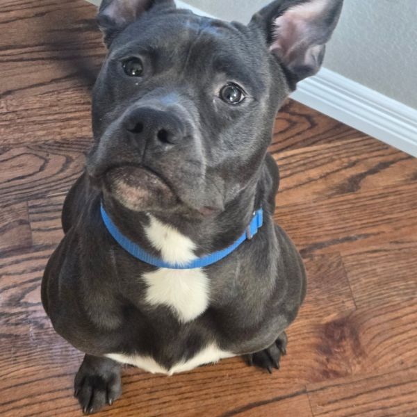 Lucky is a Pit Bull Terrier dog, available for adoption in Colorado Springs, CO.