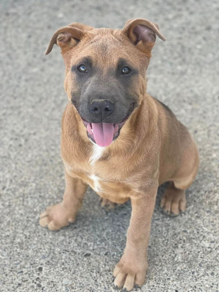 Chuck Aka Meat is a American Bulldog and German Shepherd Dog available for adoption in Willits , CA.
