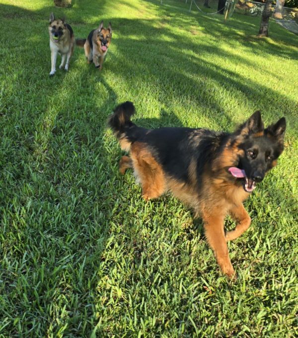 Max 3129 is a German Shepherd Dog available for adoption in Pompano Beach, FL.