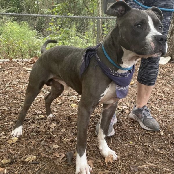 Ralsei 9871 is a Mixed Breed dog, available for adoption in Columbus, GA.