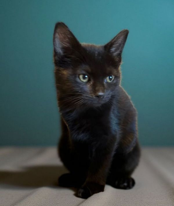 Ravin is a Bombay and Domestic Short Hair cat, available for adoption in Knoxville, TN.