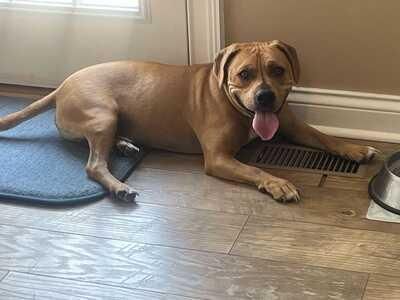 Theo ***Courtesy Post*** is a Pit Bull Terrier and Labrador Retriever dog, available for adoption in Vine Grove, KY.