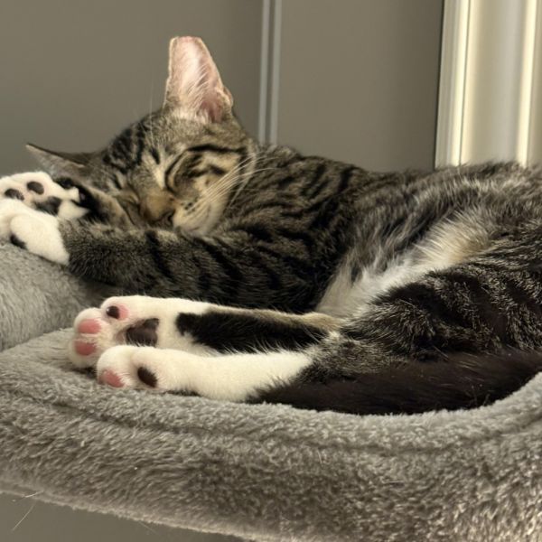 Yara is a Domestic Short Hair cat, available for adoption in Tulsa, OK.