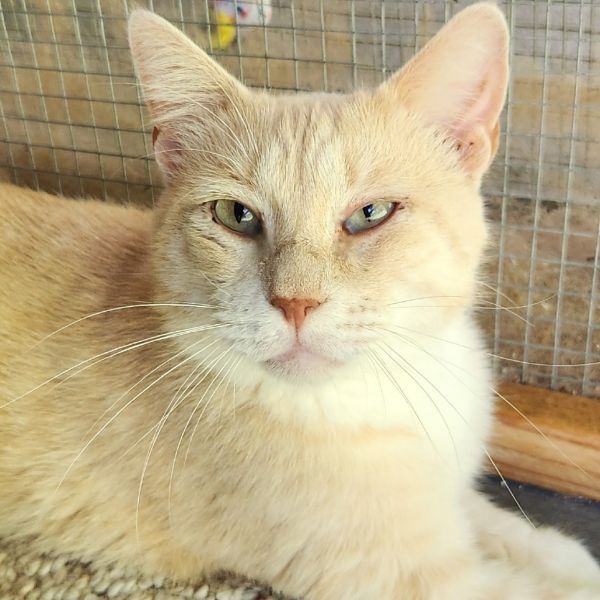 Casper is a Domestic Short Hair cat, available for adoption in Brighton, MO.