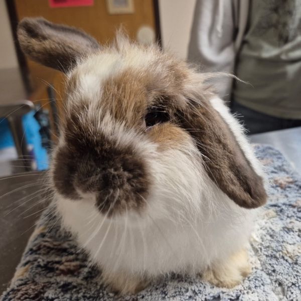 Mar is a American Fuzzy Lop rabbit, available for adoption in Gansevoort, NY.