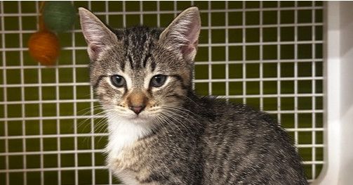 Vinni is a Domestic Short Hair cat, available for adoption in Virginia Beach, VA.