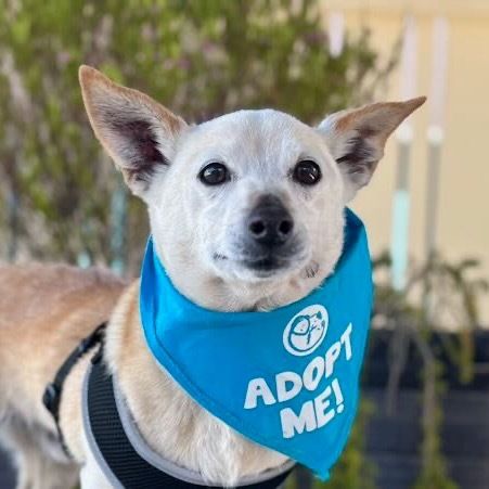 Newt is a Chihuahua and Terrier dog, available for adoption in Pacific Grove, CA.
