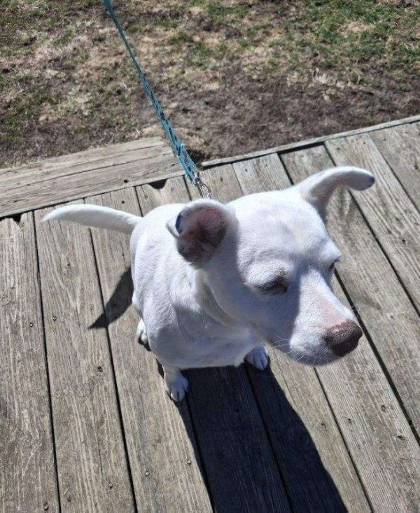 Ella is a Shepherd mix dog, available for adoption in Plain City, OH.