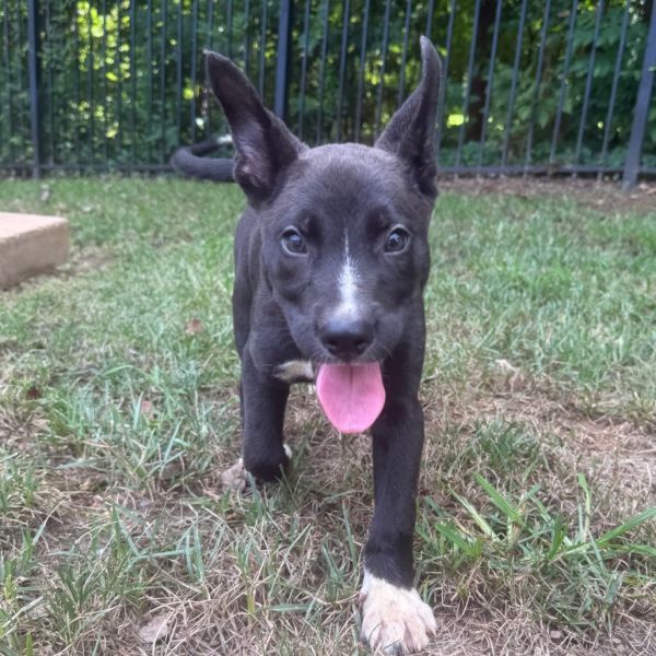 Eagle is a German Shepherd Dog mix available for adoption in Brownsboro, AL.