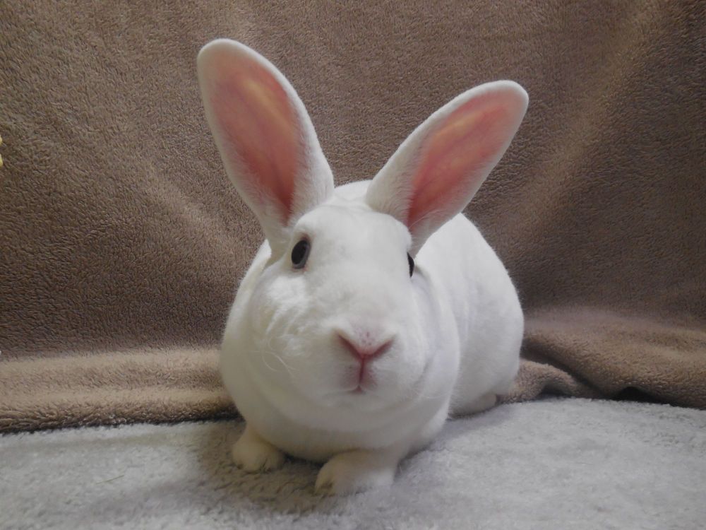 Lovey is a Mini Rex rabbit, available for adoption in Poughkeepsie, NY.