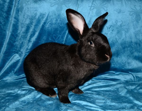 Francis is a New Zealand rabbit, available for adoption in Chesterfield, MO.