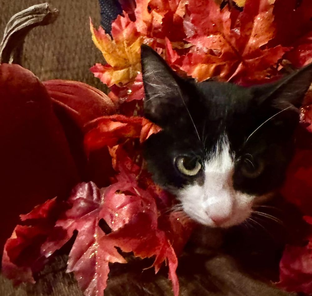 Chaos is a Domestic Short Hair cat, available for adoption in Cosby, TN.