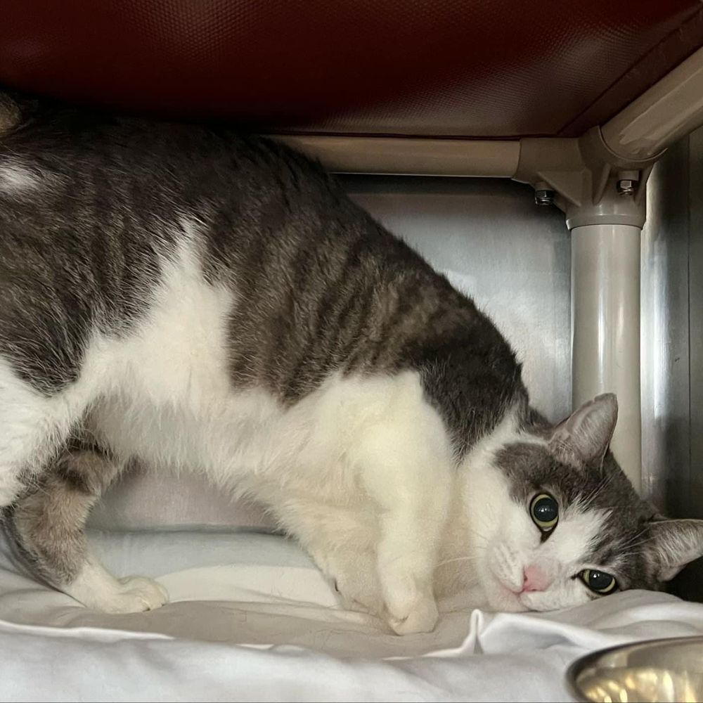 Caitlyn is a Domestic Short Hair cat, available for adoption in Myrtle Beach, SC.