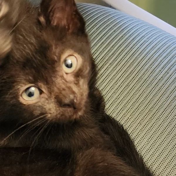 Kitty Softpaws is a Domestic Short Hair cat, available for adoption in Cumming, GA.