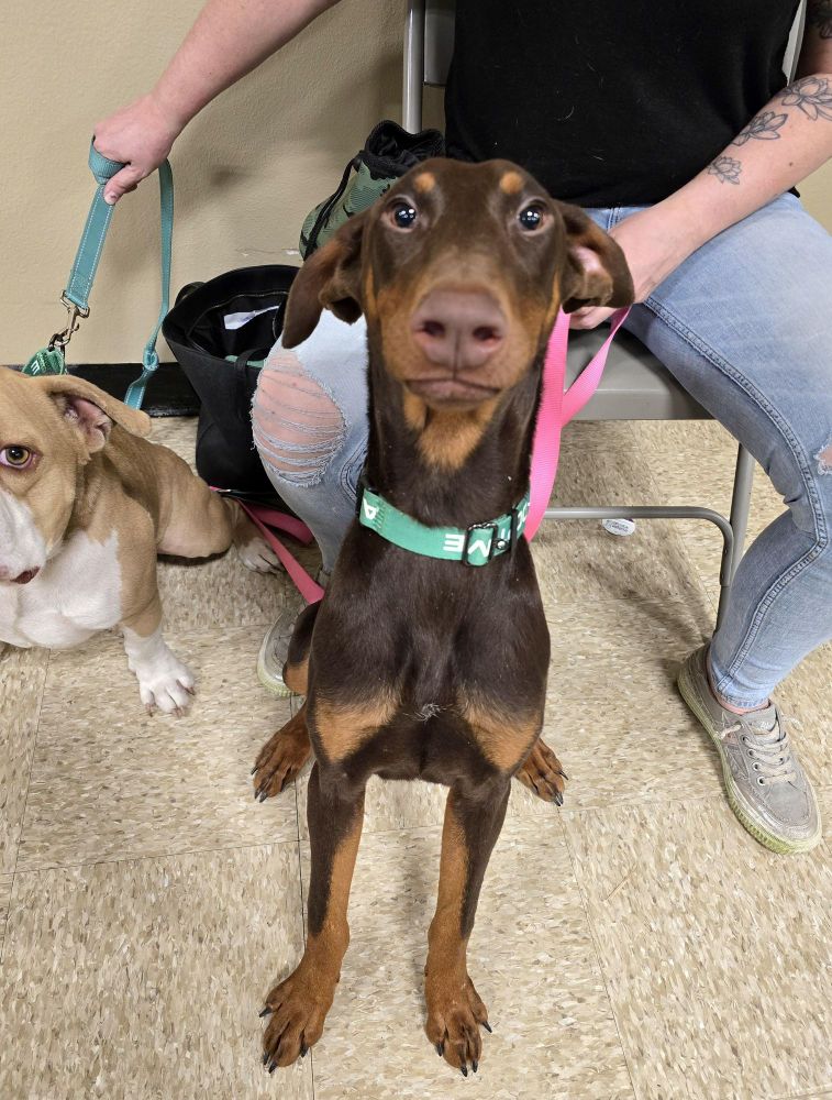 Brownie is a Doberman Pinscher dog, available for adoption in Cedar Rapids, IA.