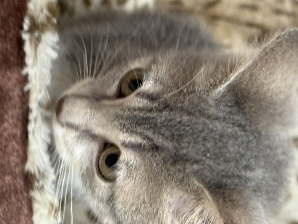 Mouse is a Domestic Short Hair cat, available for adoption in Lebanon, KY.