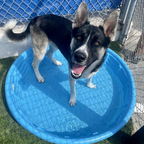 Axel is a Husky and German Shepherd Dog available for adoption in Long Beach, CA.