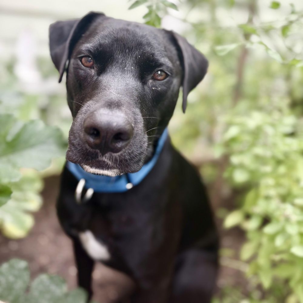 Vash is a Black Labrador Retriever mix dog, available for adoption in New York, NY.