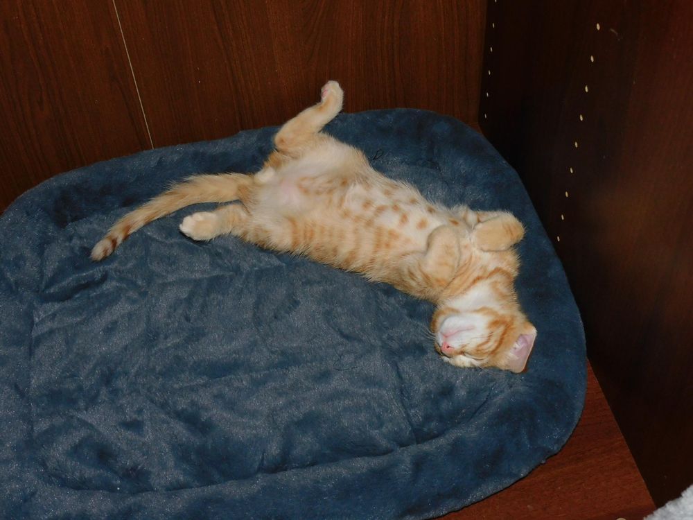 Jackson is a Tabby cat, available for adoption in Rancho Palos Verdes, CA.