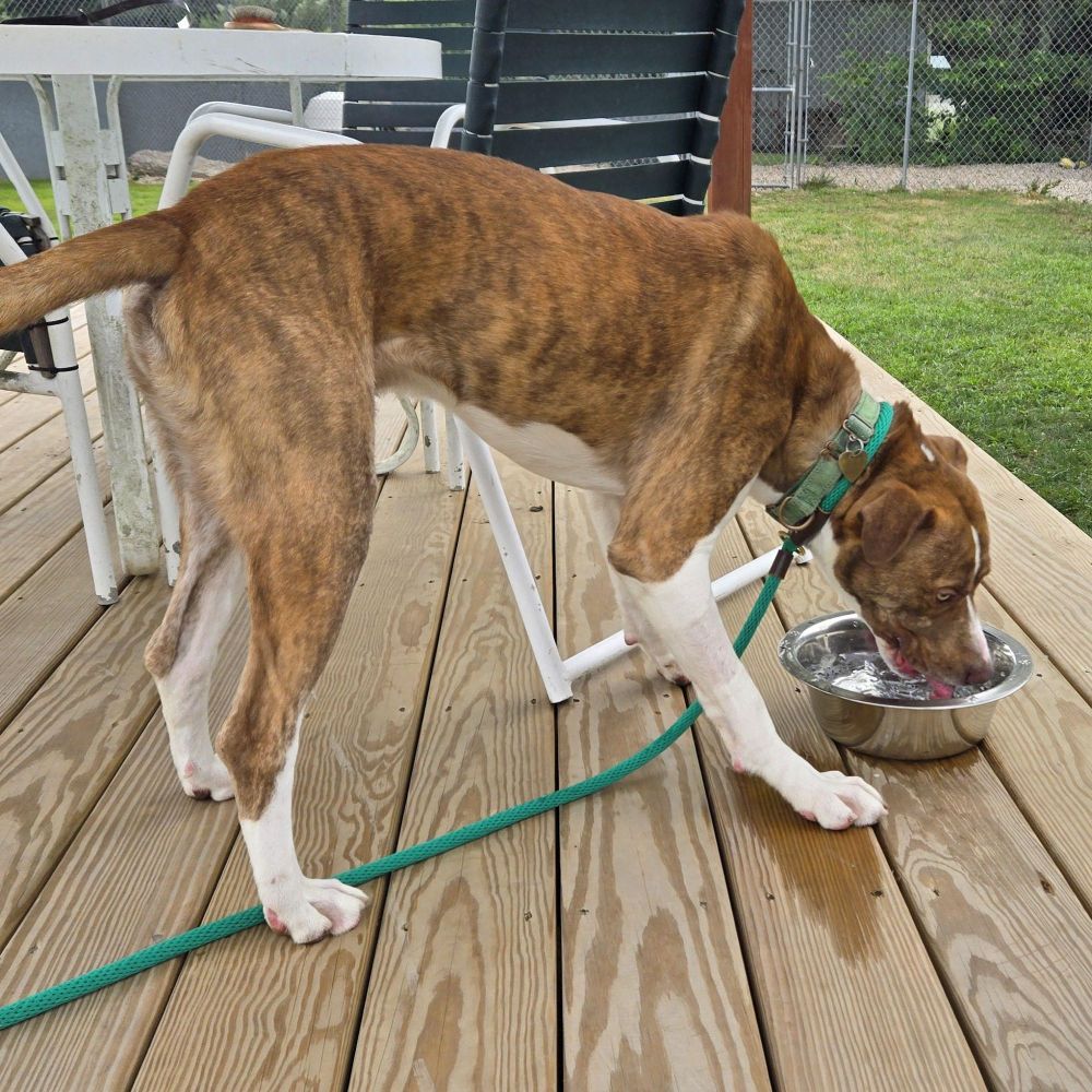 Oz is a Hound and Pit Bull Terrier dog, available for adoption in Charlestown, RI.