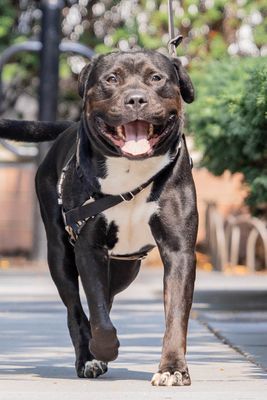 Goose is a Mixed Breed dog, available for adoption in New York, NY.