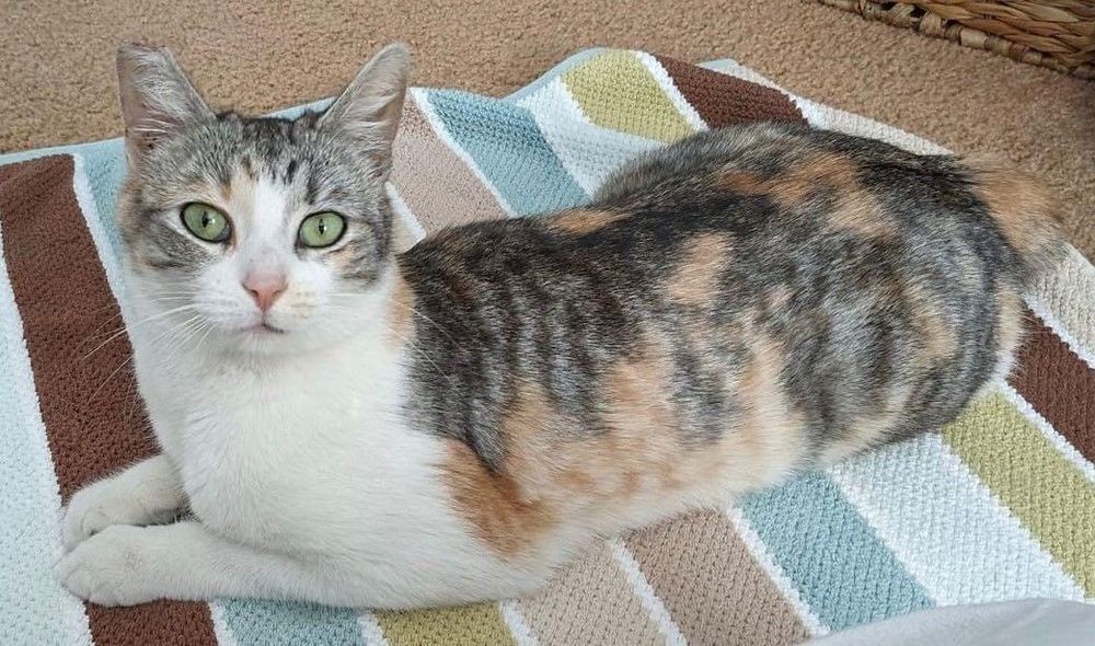 Karolina is a Domestic Short Hair cat, available for adoption in Los Angeles, CA.
