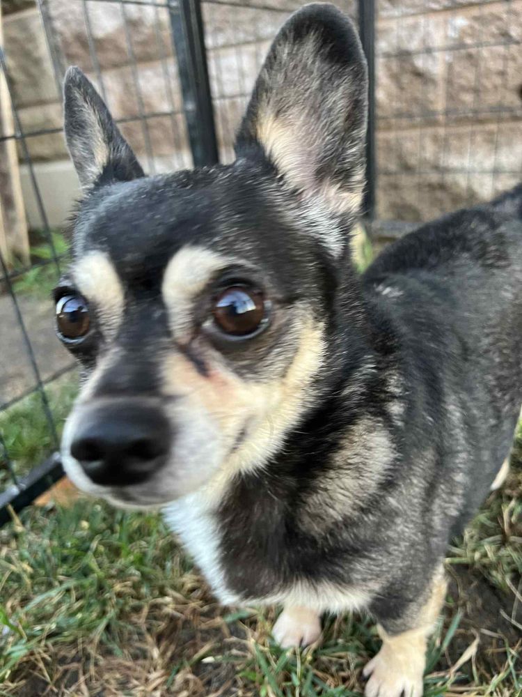 Bailey is a Chihuahua dog, available for adoption in Vaudreuil-Dorion, QC.