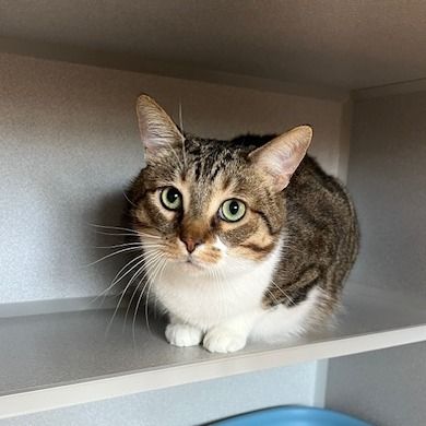 Abraham is a American Shorthair cat, available for adoption in Washougal, WA.