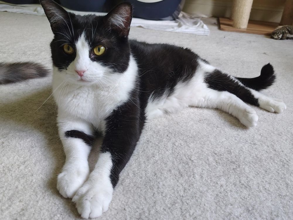 Neptune is a Domestic Short Hair cat, available for adoption in Magnolia, DE.