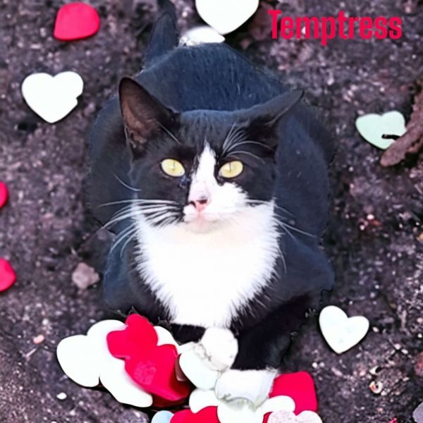 Temptress is a Domestic Short Hair cat, available for adoption in Nashville, GA.