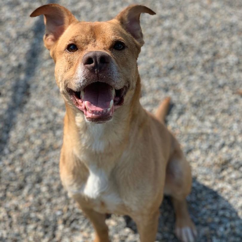 Wilson is a German Shepherd Dog and Pit Bull Terrier available for adoption in Willimantic, CT.