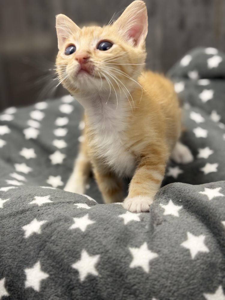 Diesel is a Domestic Short Hair cat, available for adoption in Mira Loma, CA.