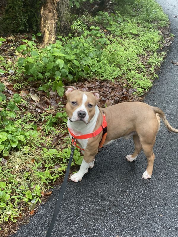 Draco is a Pit Bull Terrier dog, available for adoption in Alexandria, VA.