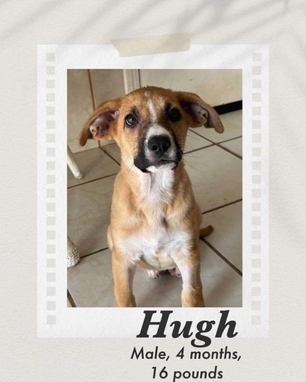 Hugh is a Shepherd mix dog, available for adoption in Puerto Penasco, SON.