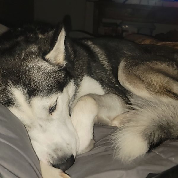 Koda is a Husky dog, available for adoption in Duluth, MN.
