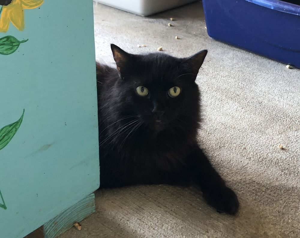Bandit is a Domestic Long Hair cat, available for adoption in Palmyra, VA.