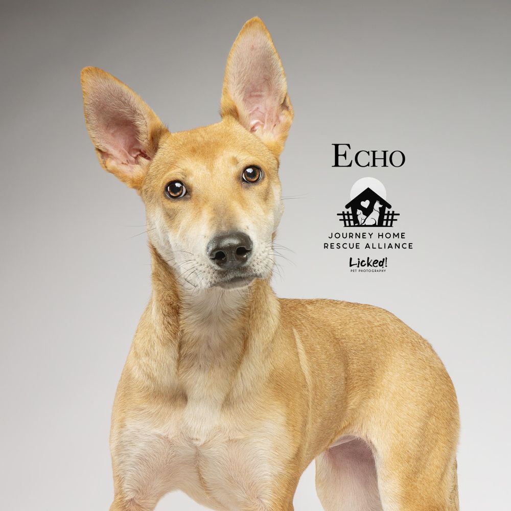 Echo is a Shepherd and Mixed Breed dog, available for adoption in Wando, SC.
