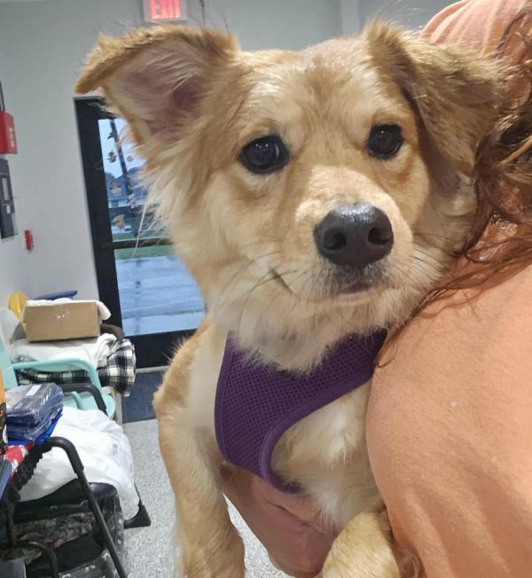 Vixen is a Mixed Breed dog, available for adoption in Republic, MO.