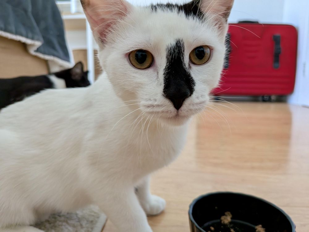 Lily & Daisy is a Domestic Short Hair cat, available for adoption in Bronx, NY.