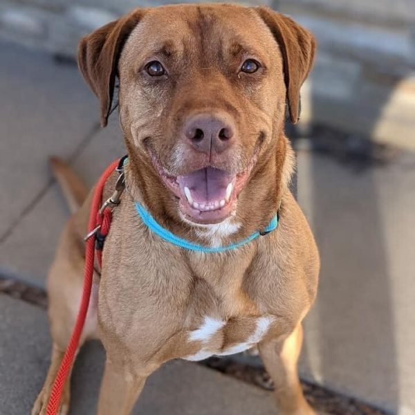 Griffin is a Labrador Retriever and Mixed Breed dog, available for adoption in Wichita, KS.