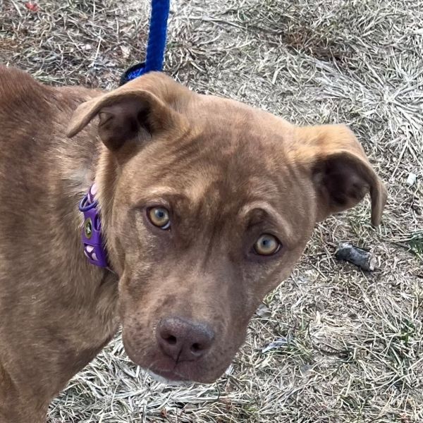 Tootsie is a Mixed Breed dog, available for adoption in East Hanover, NJ.