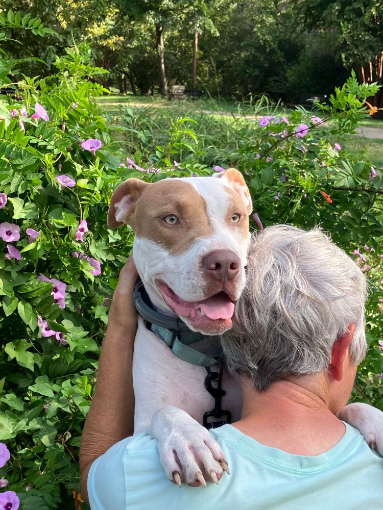SPARK-Endless Entertainment is a Pit Bull Terrier and Mixed Breed dog, available for adoption in Hamilton, TX.