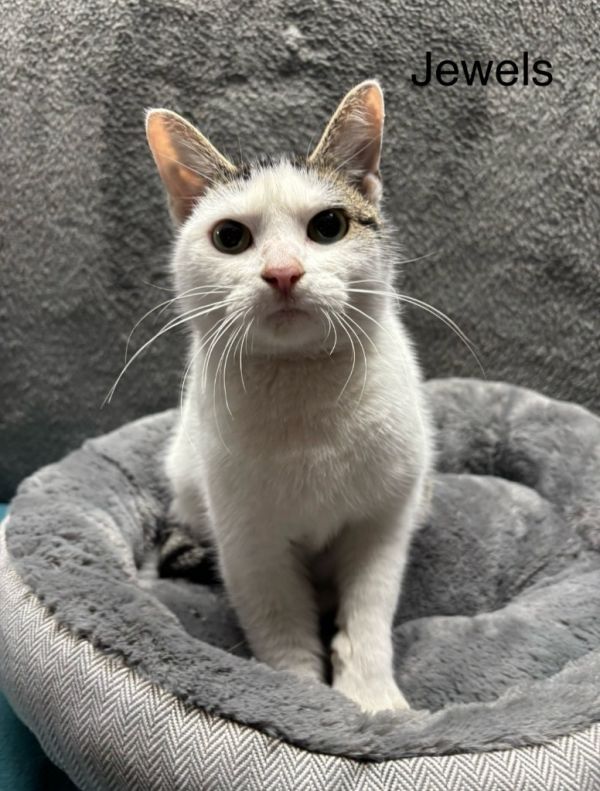 Jewels is a Domestic Short Hair mix cat, available for adoption in Wabash, IN.