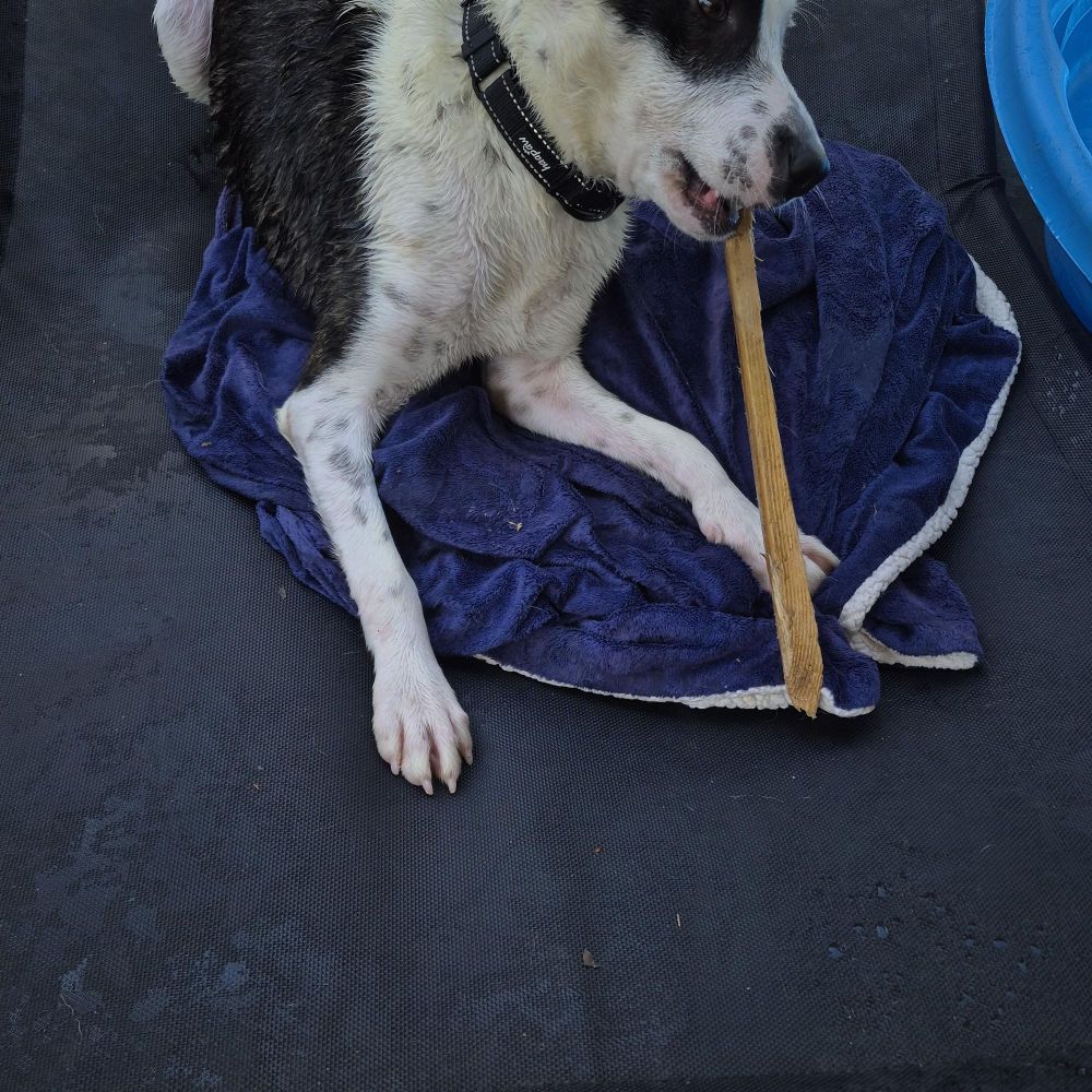 Dottie Dot Connect the Dots is a Bull Terrier and Labrador Retriever dog, available for adoption in Manhattan Beach, CA.