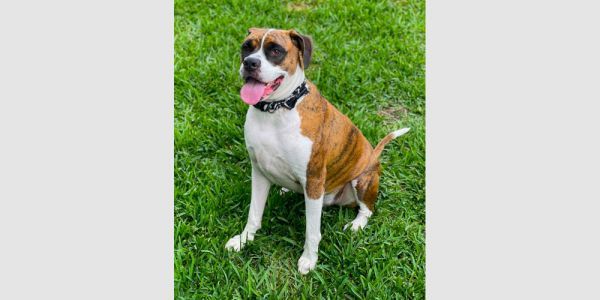 Rosco IV is a Boxer dog, available for adoption in Hewitt, TX.